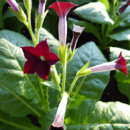 Tips for growing nicotiana alata domino crimson