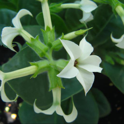 Tips for growing nicotiana whisper mixed