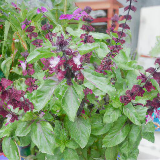 Tips for growing ocimum basilicum crimson king