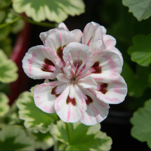 Tips for growing pelargonium cottenham wonder