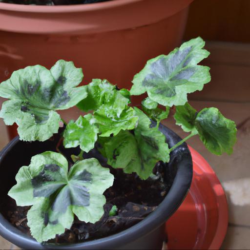 Tips for growing pelargonium foxy