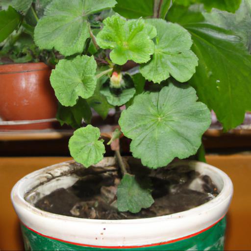 Tips for growing pelargonium shottesham pet