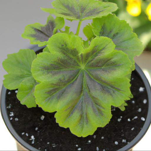 Tips for growing pelargonium vectis glitter