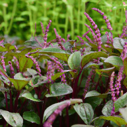 Tips for growing persicaria runcinata purple fantasy