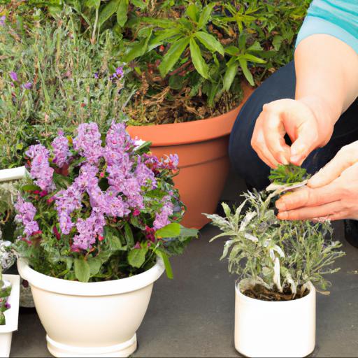 Tips for growing scented plants in march