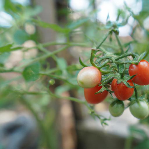 Tips for growing sweetest tomatoes