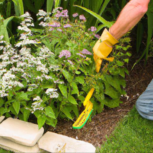 Tips for keeping your borders weed free