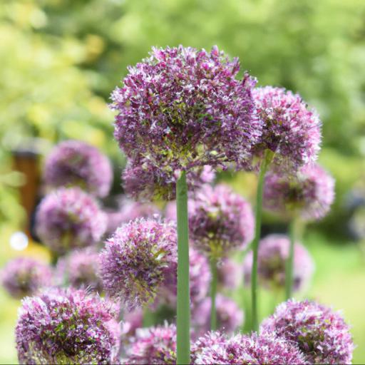 Tips for planting allium summer drummer