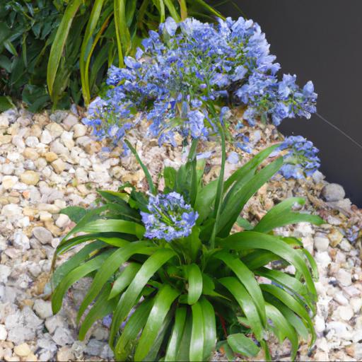 Tips for planting and caring for agapanthus lapis lazuli