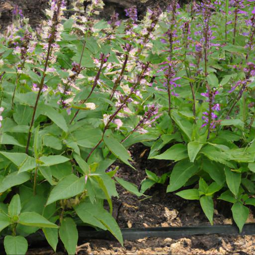 Tips for planting and caring for agastache aurantiaca tango