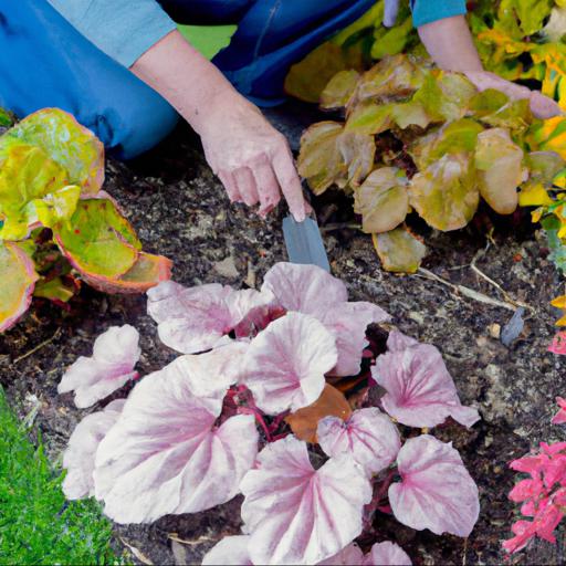 Tips for planting and caring for autumn perennials