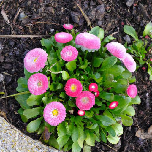 Tips for planting and caring for bellis perennis double pink