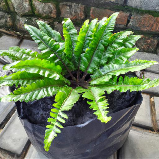 Tips for planting and caring for blechnum spicant