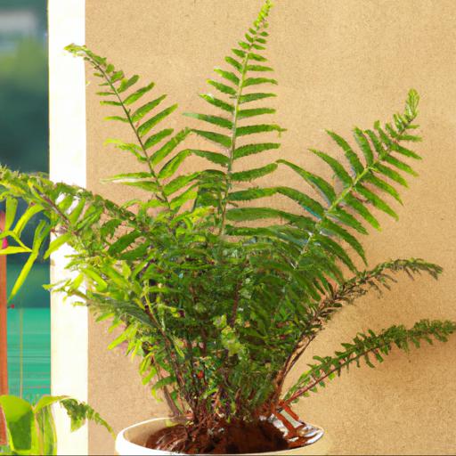 Tips for planting and caring for blechnum tabulare