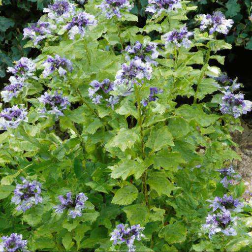 Tips for planting and caring for caryopteris x clandonensis