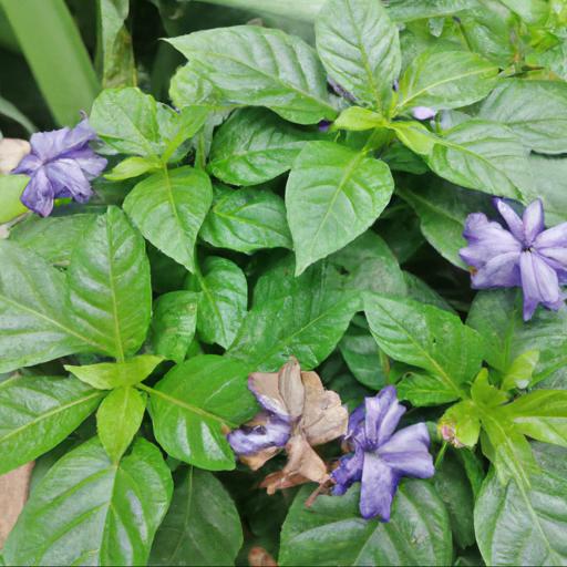 Tips for planting and caring for ceratostigma plumbaginoides