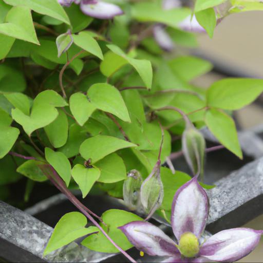 Tips for planting and caring for clematis emilia plater