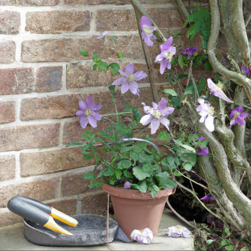 Tips for planting and caring for clematis in containers