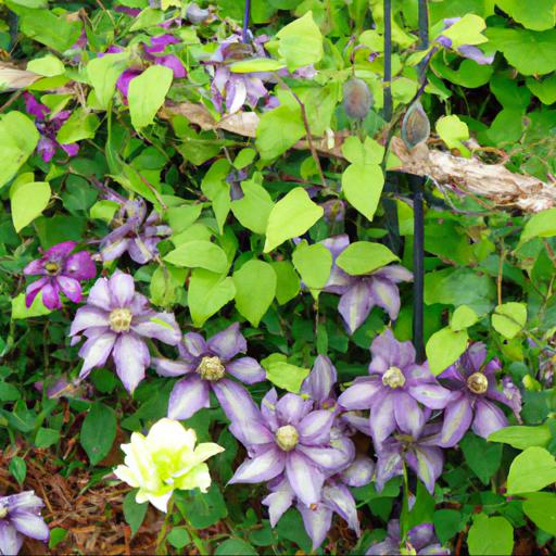 Tips for planting and caring for clematis night veil