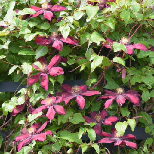 Tips for planting and caring for clematis x triternata rubromarginata