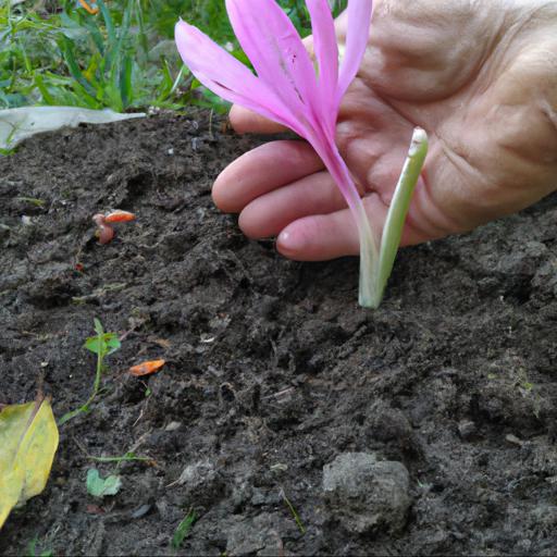 Tips for planting and caring for colchicum lilac wonder