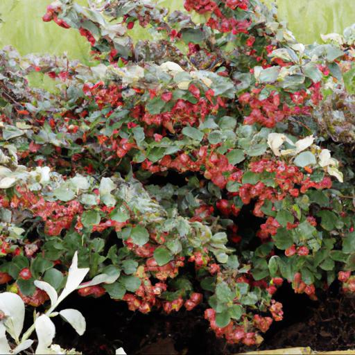 Tips for planting and caring for cotoneaster horizontalis