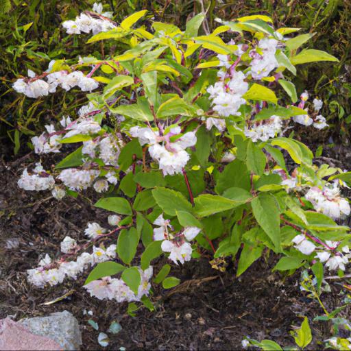 Tips for planting and caring for deutzia mont rose