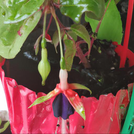 Tips for planting and caring for fuchsia billy green