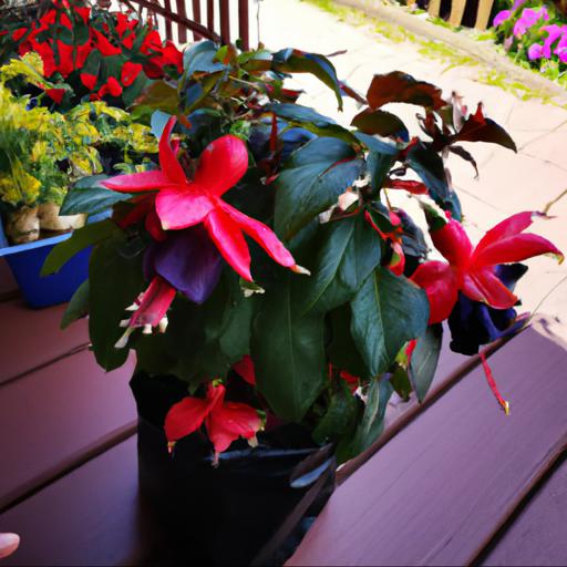 Tips for planting and caring for fuchsia brutus