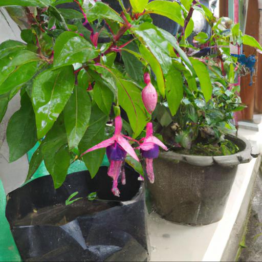 Tips for planting and caring for fuchsia thamar