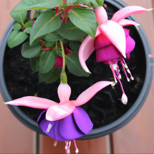 Tips for planting and caring for fuchsias in pots and containers