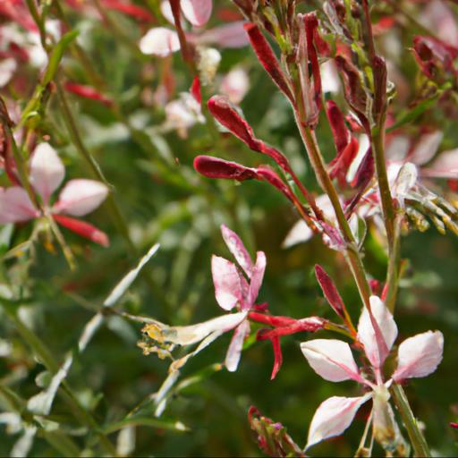 Tips for planting and caring for gaura lindheimeri cherry brandy