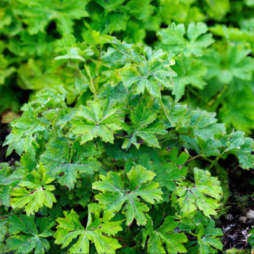 Tips for planting and caring for geranium macrorrhizum ingwersens variety