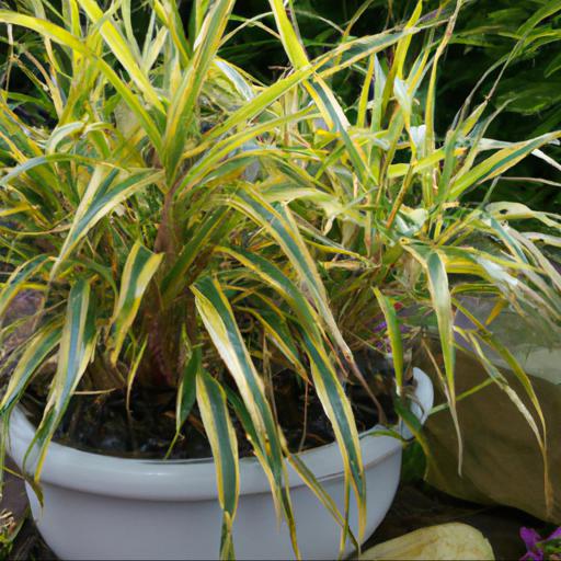 Tips for planting and caring for hakonechloa macra albovariegata