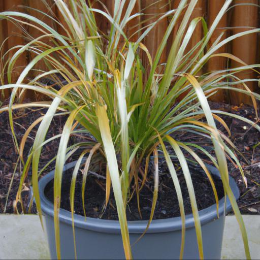 Tips for planting and caring for hakonechloa macra aureola