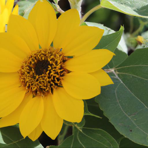 Tips for planting and caring for helianthus stella gold