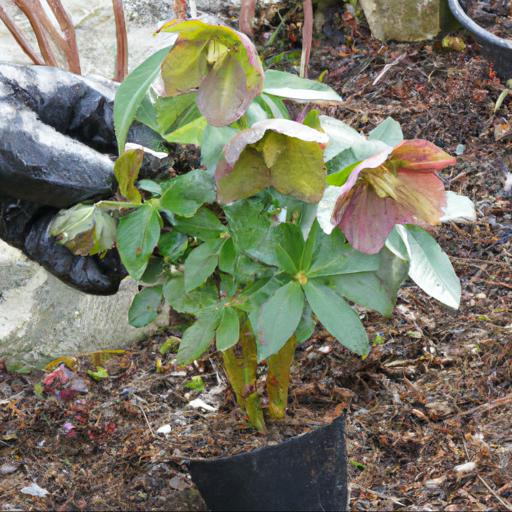 Tips for planting and caring for helleborus argutifolius