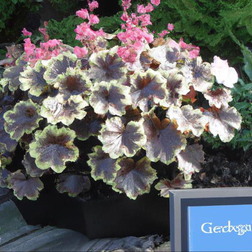 Tips for planting and caring for heuchera georgia peach