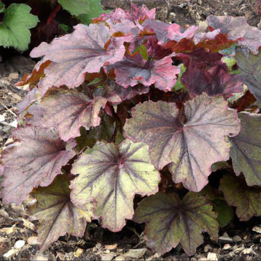 Tips for planting and caring for heuchera sugar plum