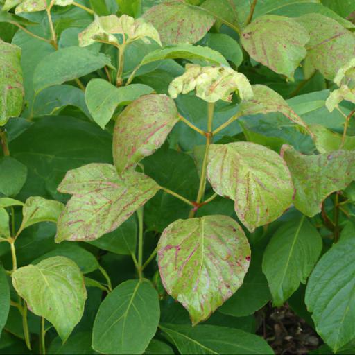 Tips for planting and caring for hydrangea anomala subsp