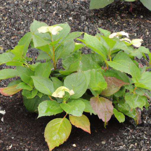 Tips for planting and caring for hydrangea beni gaku