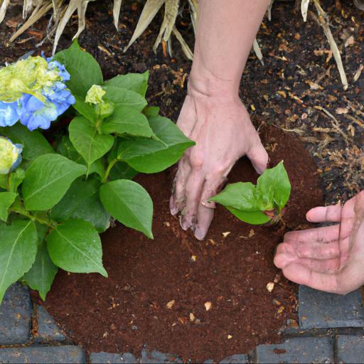 Tips for planting and caring for hydrangea blue deckle