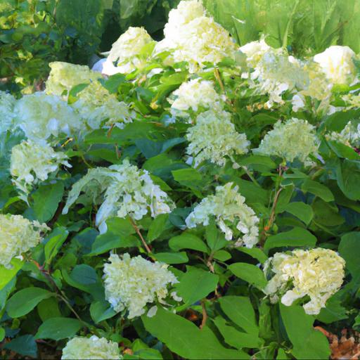 Tips for planting and caring for hydrangea paniculata phantom