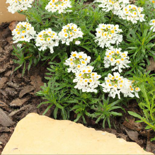 Tips for planting and caring for iberis masterpiece