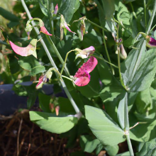 Tips for planting and caring for lathyrus odoratus starlight