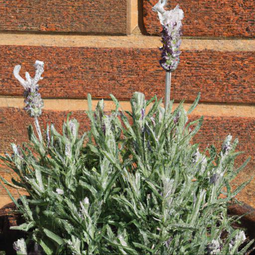 Tips for planting and caring for lavandula x intermedia edelweiss