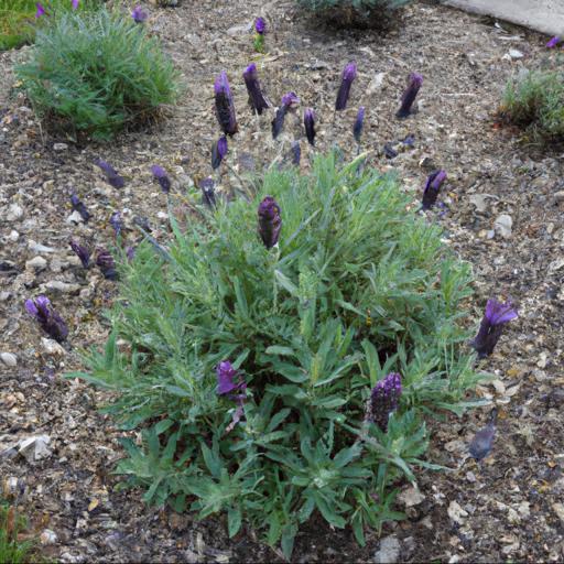 Tips for planting and caring for lavandula x intermedia olympia