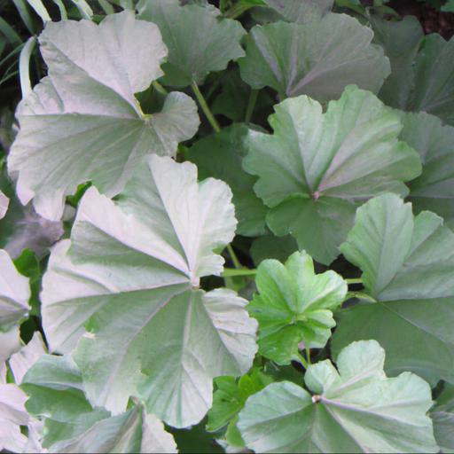 Tips for planting and caring for lavatera barnsley