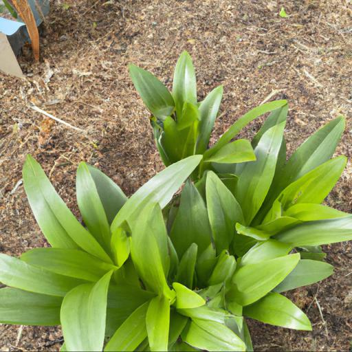 Tips for planting and caring for lilium sorbonne