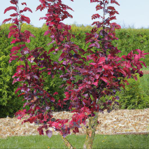 Tips for planting and caring for malus x purpurea crimson cascade